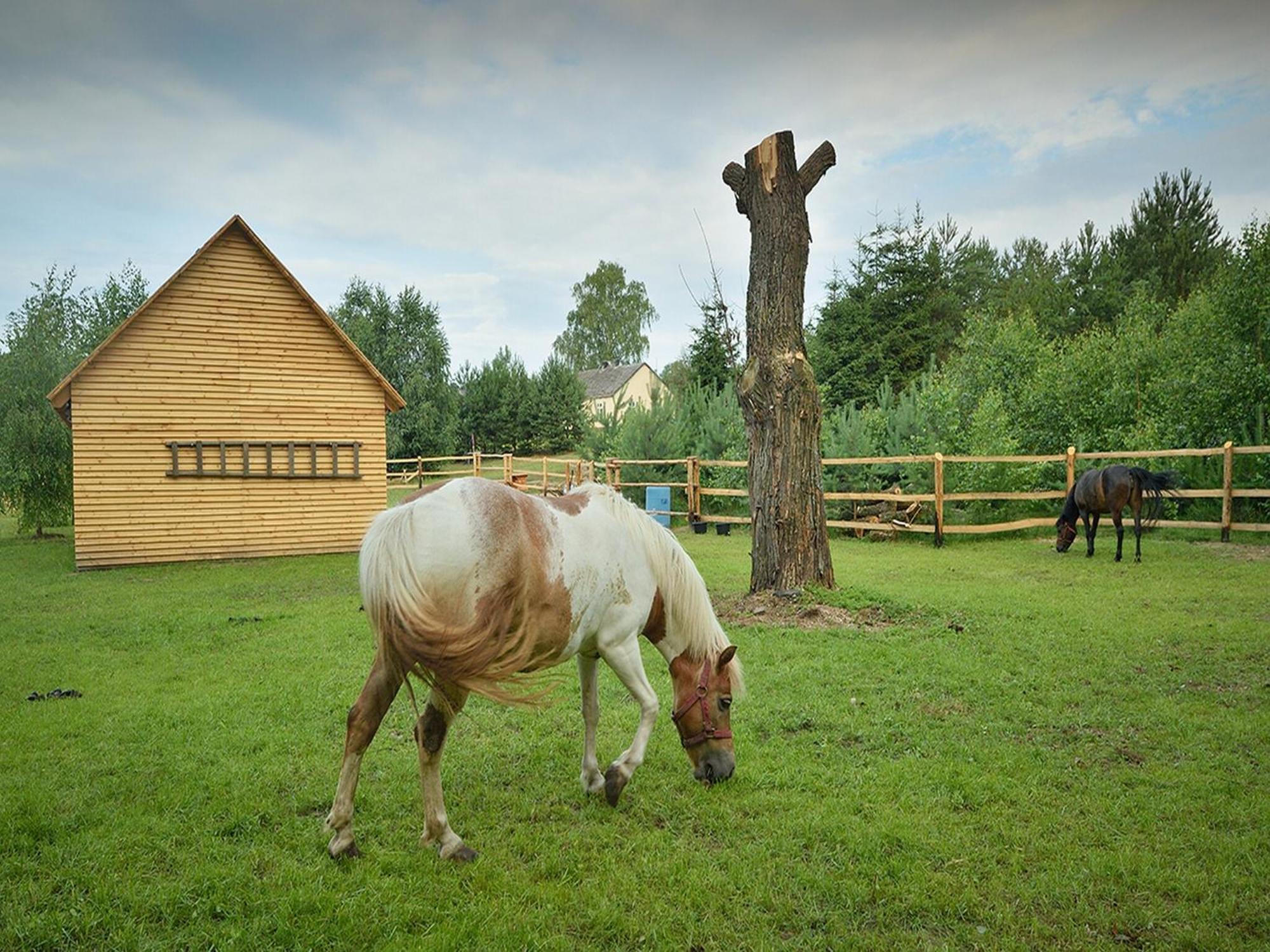 Wooden Holiday Home In Skrzynia With Terrace أوشيك المظهر الخارجي الصورة